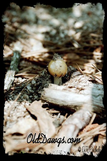 Mushroon pushing through the debris...
	  - Thanks or visiting OldDawgs.com