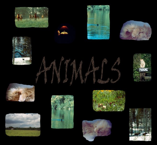 Photographs from a little bit of everywhere with the emphasis being on animals...Thanks for visiting OldDawgs.com