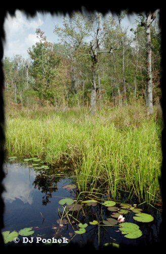 Check out the flower...
	- Thanks for visiting OldDawgs.com