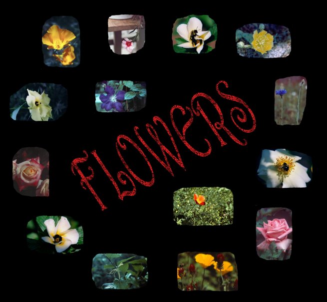 A colection of flowers and fauna...
	   - Thanks for visiting OldDawgs.com