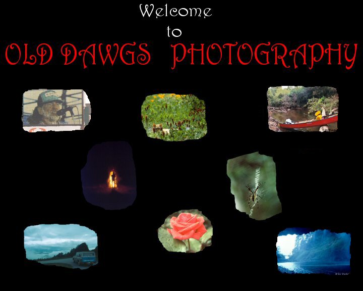Hope you like the changes    : )   : )   Adding more periodically. Click on a photo for the different sections...
	- Thanks for visiting OldDawgs.com