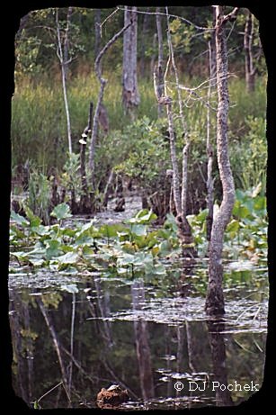 Make sure and check out the turtle...
	 - Thanks for visiting OldDawgs.com