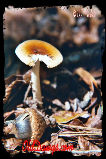 Mushroom and acorn...
	- Thanks for visiting OldDawgs.com