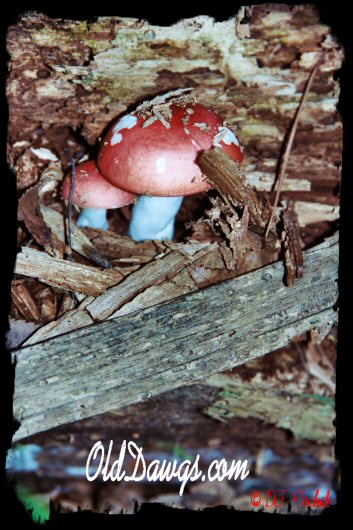 Mushrooms fighting through the debris...
	- Thanks for visiting OldDawgs.com