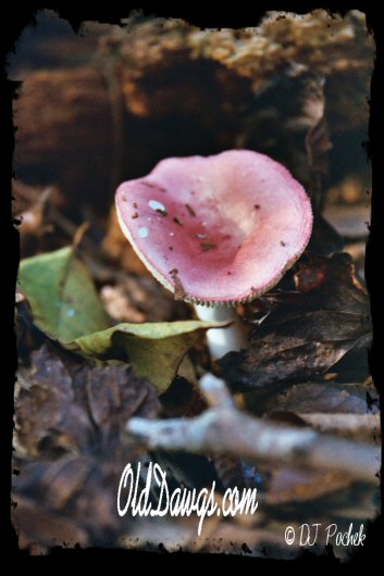 Mushroom holding the dew...
	- Thanks for visiting OldDawgs.com