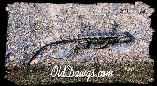 Blending in...
	 - Thanks for visiting OldDawgs.com