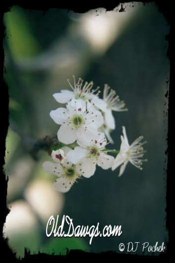 Simple beauty...
	- Thanks for visiting OldDawgs.com