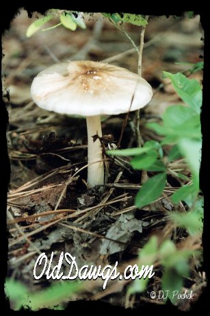 Morning Dew on the 'Shroom...
	- Thanks for visiting OldDawgs.com