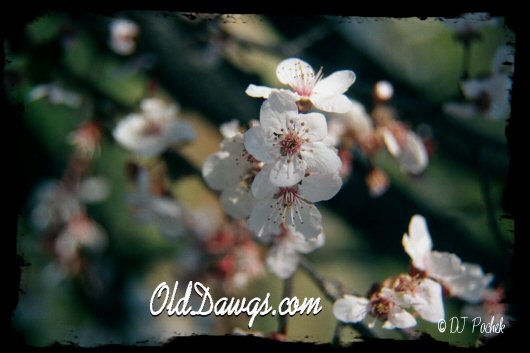 Simple Beauty...
	- Thanks for visiting OldDawgs.com