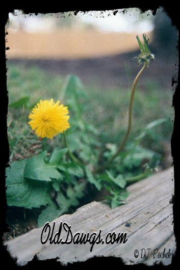 Something simple...
	- Thanks for visiting OldDawgs.com