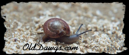 Slow and Steady...
	- Thanks for visiting OldDawgs.com