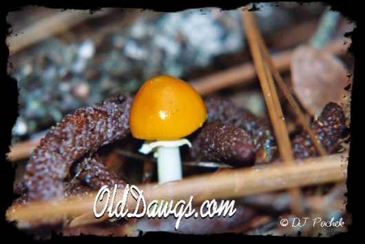 Pushing thru the debris...
	- Thanks for visiting OldDawgs.com