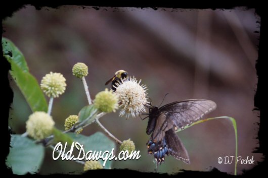 Peace and Harmony...
	- Thanks for visiting OldDawgs.com