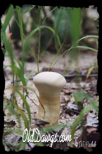 Mushroom...
	 - Thanks for visiting OldDawgs.com