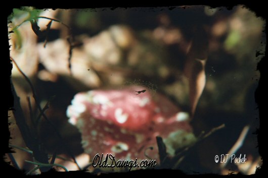 Small spider web over mushroom...
	 - Thanks for visiting OldDawgs.com