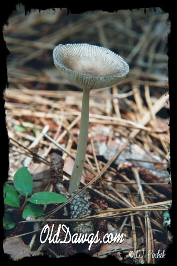 Mushroom reaching high...
	- Thanks for visiting OldDawgs.com
