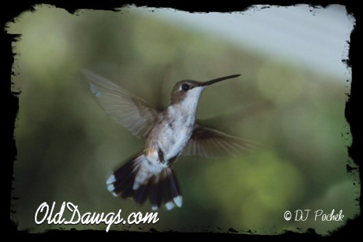 Hummingbird in motion...
	- Thanks for visiting OldDawgs.com
