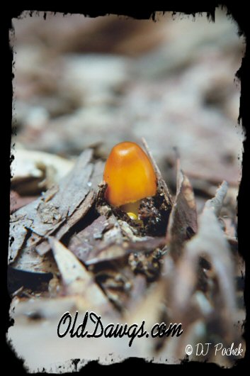 Mushroom pushing up through the debris...
	 - Thanks for visiting OldDawgs.com