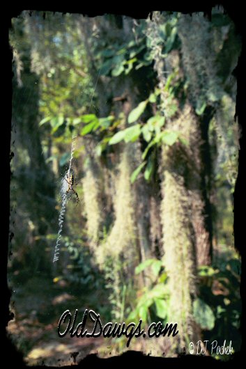 Garden Spider on the trail...
	- Thanks for visiting OldDawgs.com