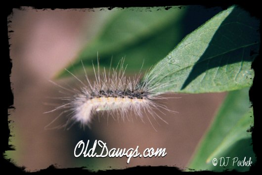 Fuzzy was a soft critter...
	  - Thanks or visiting OldDawgs.com