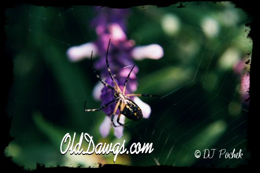 Weaving a web...
	  - Thanks for visiting OldDawgs.com