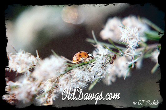 The Lady Bug and the Ant...
	- Thanks for visiting OldDawgs.com