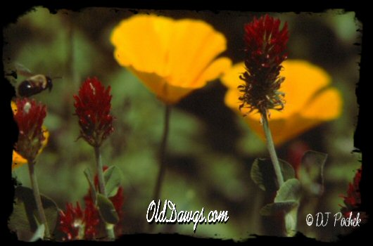 Buzznn Around Hopeland Gardens...
	- Thanks for visiting OldDawgs.com