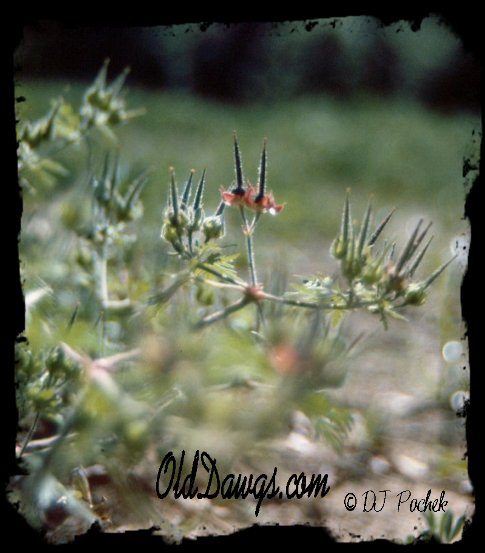 The Rude Lady said these were 'just' weeds...
	- Thanks for visiting OldDawgs.com