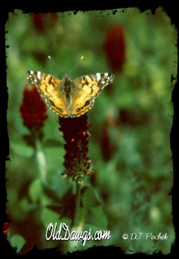 A view in Hopeland Gardens..
	- Thanks for visiting OldDawgs.com