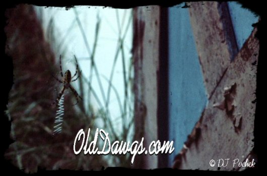 Life in the Barn...
	 - Thanks for visiting OldDawgs.com